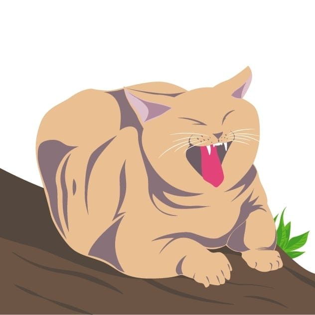 Gatito Studio